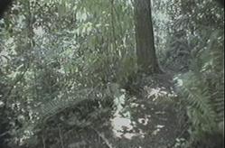 Woods Ho